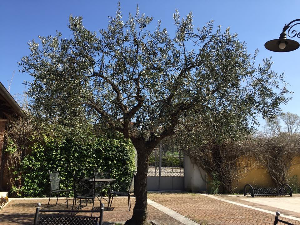 Agriturismo Macchiacupa Otel Ariano Irpino Dış mekan fotoğraf